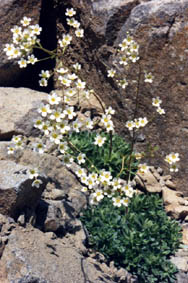 Saxifraga paniculata